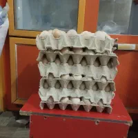 تخم مرغ نطفه دار