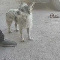 سگ پاکوتاه خشکل وحرف گوش کن|سگ|کاشمر, |دیوار