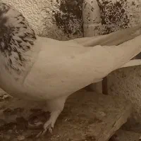 کبوتر یا کفتر تهرانی