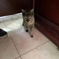 واگذاری بچه گربه بازیگوش