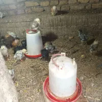 فروش‌جوجه‌گلپایگانی‌یکماه