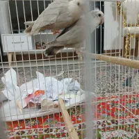 کوتوله جفت نروماده