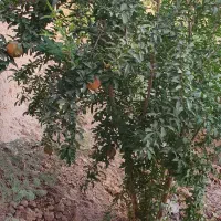 خانه روستایی|فروش خانه و ویلا|جوادآباد, |دیوار