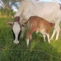 گاو و گوساله نر|حیوانات مزرعه|جیرفت, |دیوار