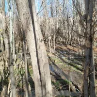 چوب و درخت|خدمات باغبانی و درختکاری|همدان, |دیوار