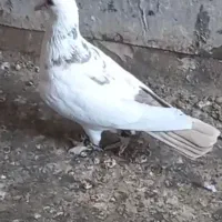 پرنده