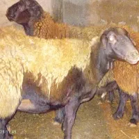 گوسفند جوان گوشی