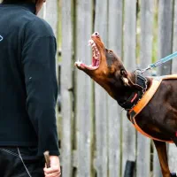 دوبرمن تیپ اروپایی|سگ|پرند, فاز ۴|دیوار