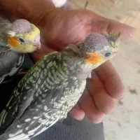 جوجه عروس هلندی مرواریدی در رباط کریم