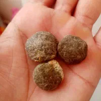 سنگ فسیل|کلکسیون اشیاء عتیقه|کاشمر, |دیوار