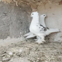 کبوتر پشت سرور کاکل پاپر عروسک طوقی بهبهانی خوشکل|پرنده|شیراز, شریف‌آباد|دیوار