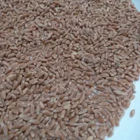 دان تخمگذاری گندم دیم بلدرچین|لوازم جانبی حیوانات|مشهد, شهرک امام هادی (شهرک غرب)|دیوار