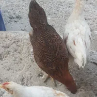 مرغ و نیمچه گلپایگانی