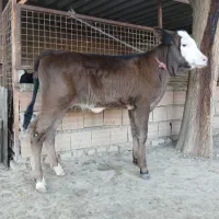 گوساله سیمینتال ماده مونت جنس بالا شیری گاو
