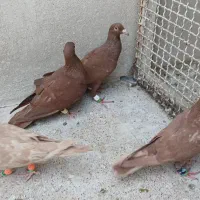 سورخ زرد کرمونی
