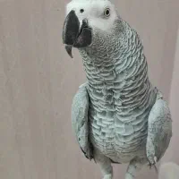 کاسکو|پرنده|قم, شهرک قدس|دیوار