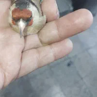 پرنده|پرنده|تویسرکان, |دیوار