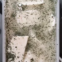 پنیر محلی|خوردنی و آشامیدنی|بوئین و میاندشت, |دیوار