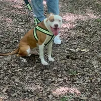 پیتبول اسفورد شایر