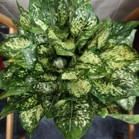 گل دیفن. پتوس. بنجامین. سانسوریا|گل و گیاه طبیعی|شیراز, باغ تخت|دیوار