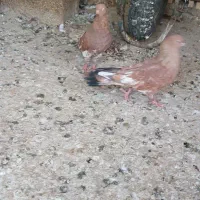 جفت نر کله ای شادگان|پرنده|بندر ماهشهر, |دیوار
