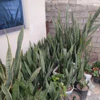 فروش گل سانسوریا
