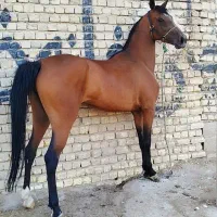 اسب مادیان 4 ساله