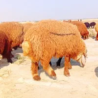 بره|حیوانات مزرعه|بوشهر, |دیوار