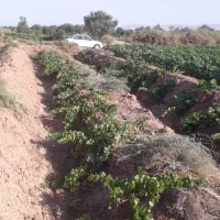 زمین کشاورزی.