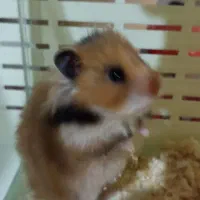 همستر سوری|موش و خرگوش|پردیس, فاز ۱|دیوار