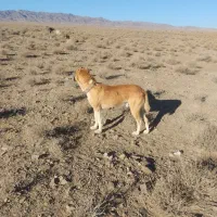 سگ گله  . ونگهبان