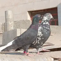 کبوتر اشعل|پرنده|باوی, |دیوار