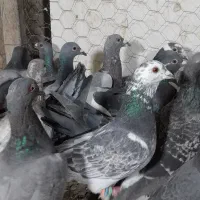 آلمانی کفتر بوم رنجر کفتر جنگی|پرنده|مشهد, کوشش|دیوار