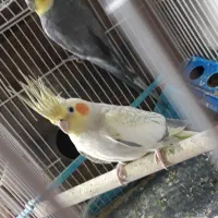 عروس هلندی جفتگا مولد