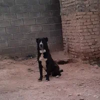 سگ خراسانی
