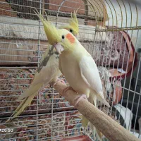 عروس هلندی بالغ