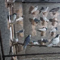 ۴۵ عدد کبوتر  بی پرپا