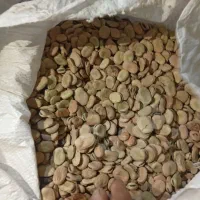 فروش سه تن بذر باقلا شاخ بزی