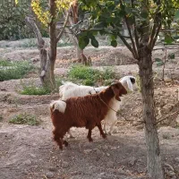 بزغاله ماده