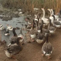 غاز تخمگذار|حیوانات مزرعه|آبادان, |دیوار