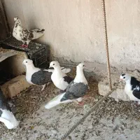کبوتر دوکت تهرانی