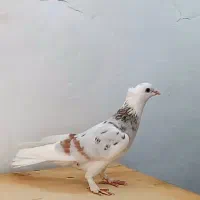 کفتر|پرنده|پرند, فاز ۶|دیوار