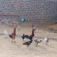 مرغ محلی و خروس لاری|حیوانات مزرعه|چگنی, |دیوار