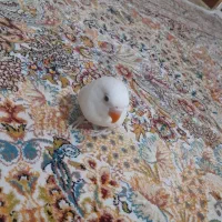 طوطی برزیلی دستی تازه دونخور