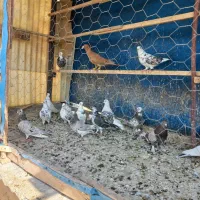 کفتر پرشی|پرنده|بهارستان, |دیوار