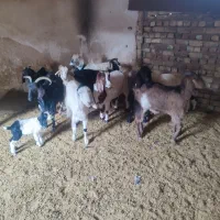 بره و بزغاله خوراک خور میش بز زاییده قوچ چپش|حیوانات مزرعه|قم, شهر قائم|دیوار