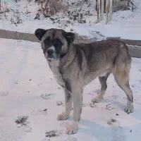 سگ گمشده|حیوانات|شازند, |دیوار