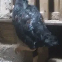 خروس  لاری اوشامو ومرغ برهما|حیوانات مزرعه|قروه, |دیوار