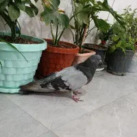 نره چایی درشت و کشیده