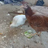 فروش مرغ دورگه با واروک ۴ ماهه جوجه خودشه